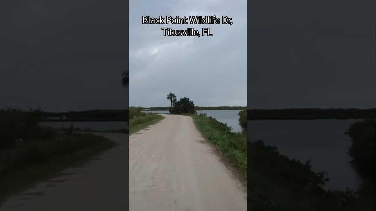 Заповедная дорога Black Point Wildlife Drive в городе Тайтсвилл, Флорида 