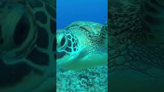The Grate Marinelife Adventure: Hide and seek with wild animals| #cuteanimals #marinelife #tortoise