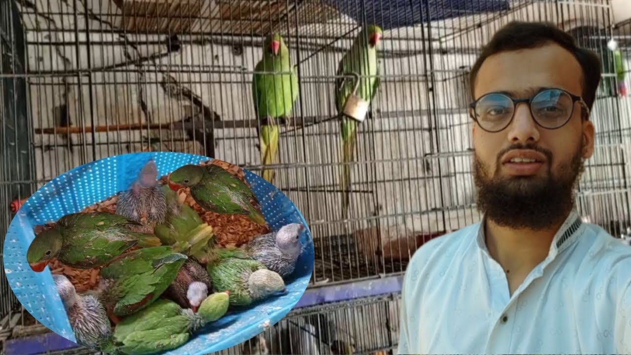 Ma Sha Allah | New Raw Baby Parrot la Aaye 🦜🦜