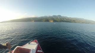 Baleine Blanche Albinos Tahiti