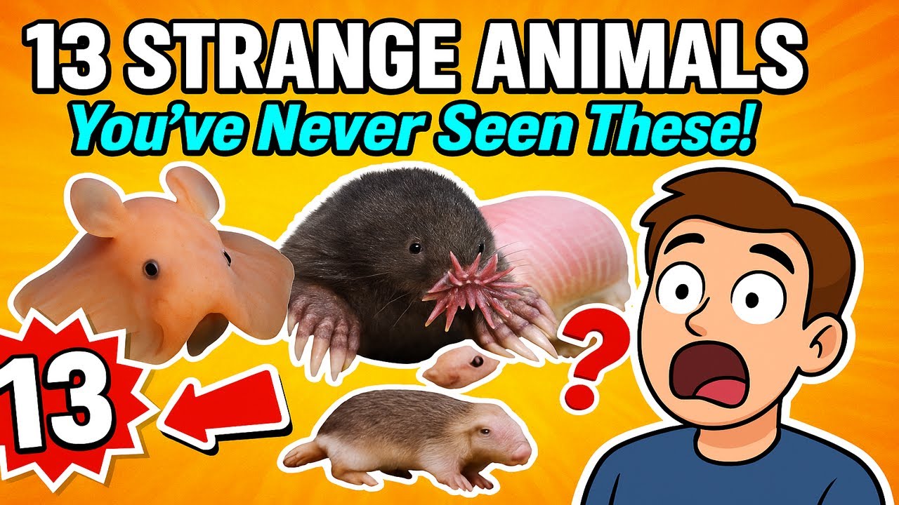 13 Bizarre Animals You Won't Believe Exist! - YouTube