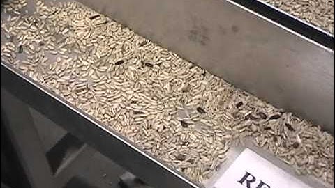 Shelled Sunflower Seeds  Processing on Optyx® 3000 Laser / Camera Sorter