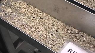 Shelled Sunflower Seeds  Processing on Optyx® 3000 Laser / Camera Sorter