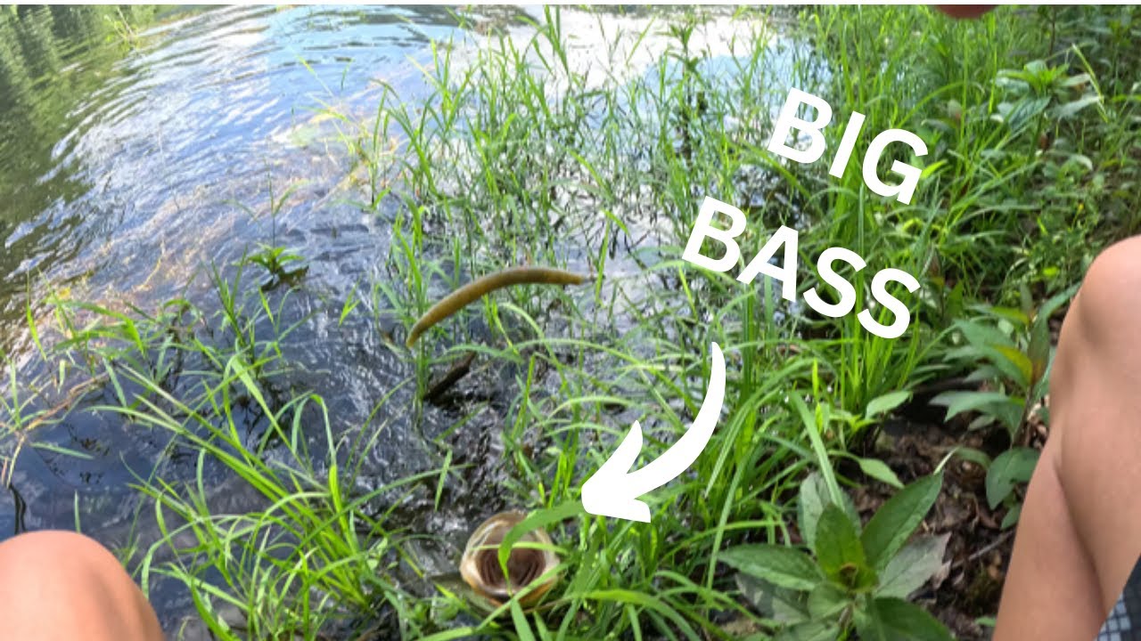 THIS NEW BAIT CATCHES BIG BASS  |  Pond Fishing
