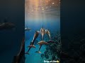 Dolphin Family's Secret Ocean Journey 🐬🌊 | Cinematic Ocean Adventure  #animalsofearth #shortsfeed