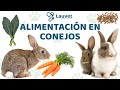 ¿QUÉ COMEN LOS CONEJOS? - Lauvet