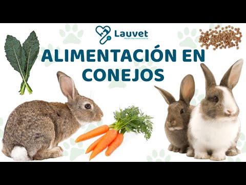 Video: ¿Los conejos comen aquilegia?