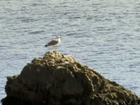 The Best Of Dalmatinske Klape Flac The Best Of Dalmatinske Klape Flac