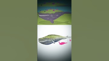 Hình ảnh loài cá Bóng 7 ngoài đời thật 💀 #ghetb6 #playtogethervng #ptgcreator