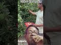 Chikoo Harvesting #fruit #farming #harvesting #youtube