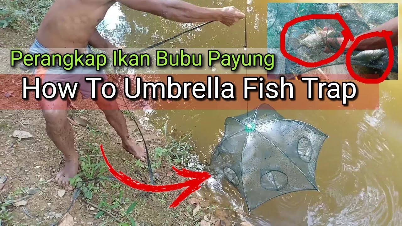 Perangkap Ikan Bubu Payung Udang How To Use Umbrella Fish Trap YouTube