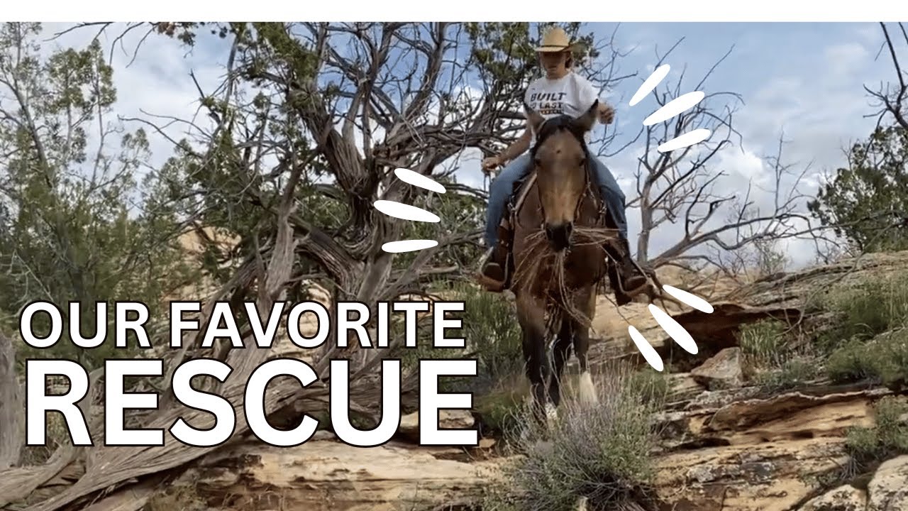 Terrified Horse Does This After Rescue - YouTube