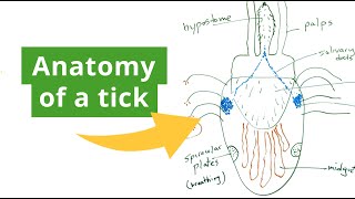 The Anatomy of a Tick and How Permethrin Works on Them screenshot 3