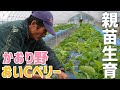 【いちご栽培】親苗の生育状況！　かおり野とおいCベリーを観察