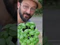 BASILICO: 3 errori da non fare