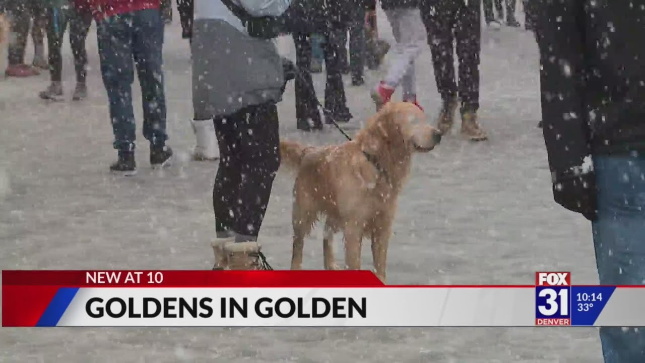 Goldens in Golden Snowy weather doesn't stop the National Golden