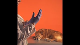 Would you trust an unqualified vet with your pet?