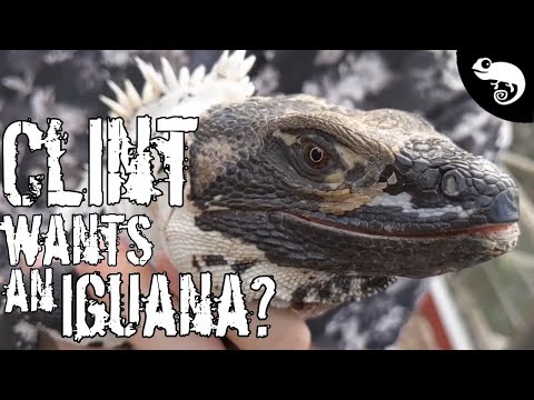 Video: Ar spygliuodegės iguanos yra geros augintinės?