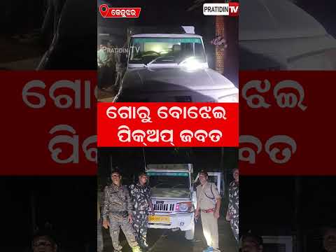 ଗୋରୁ ବୋଝେଇ ପିକ୍‌ଅପ୍‌ ଜବତ,୯ ଗୋରୁ ଉଦ୍ଧାର!cattle rescue pickup seized 9 cattle rescued