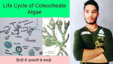Life Cycle of Coleochaete Algae|| B.Sc 1 year