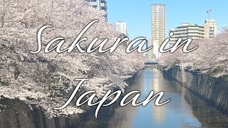 We Went Back to Tokyo And Kyoto | Traveling Vlogs by Kaffeine's Other Stuff 273 views 4 years ago 15 minutes