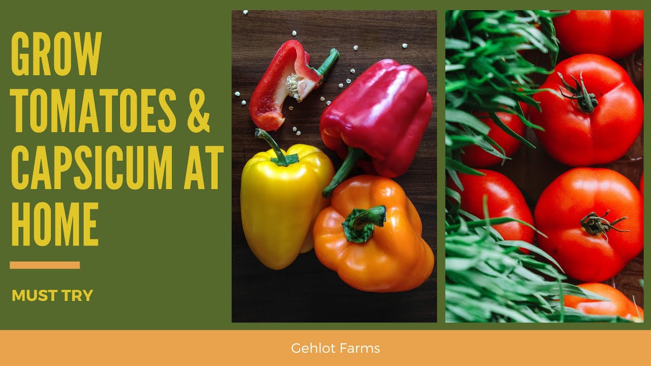 How To Grow Tomatoes And Capsicum At Home From Seeds || Easiest