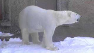 世界の熊館 開館(円山動物園 ホッキョクグマ)