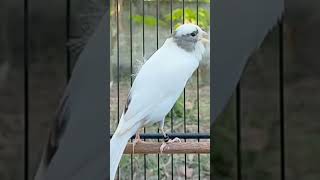 bird sound | Canary training #shots #short #animals #birds #training #canarias #canary #canario