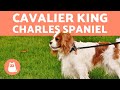 Cavalier King Charles spaniel - Características y cuidados の動画、YouTube動画。