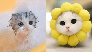 Cute little cat 😺 animals 2023 | Part 35 by Cute Kittens 8,649 views 1 year ago 10 minutes, 11 seconds