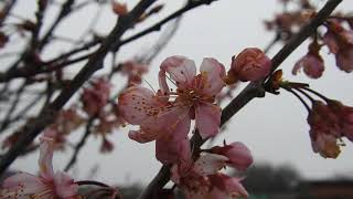 Vortex Records Cherry Blossom