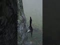 Überleben im Schatten - Das Leben der Herrerasaurier - The Isle Doku - VORSCHAU