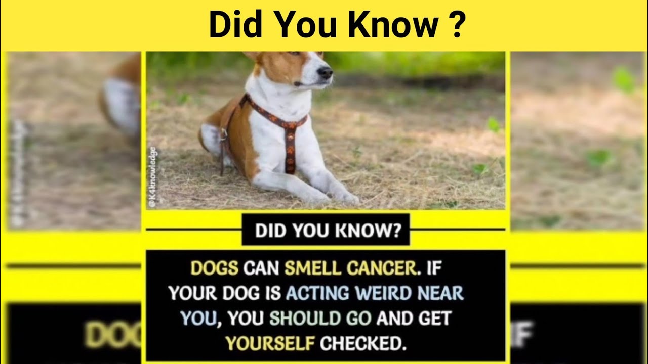 Did you know ? Dogs can smell cancer Top enigmatic facts about world