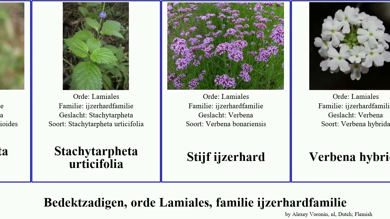Bedektzadigen, orde Lamiales, familie ijzerhardfamilie angiosperms hybrida stricta Verbena Hickory