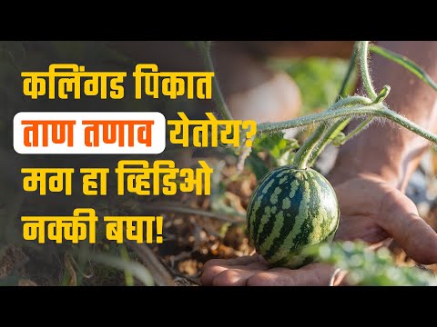 कलिंगड पिकामध्ये ताण येण्याची कारणे आणि व्यवस्थापन!  - कलिंगड पिकामध्ये ताण येण्याची कारणे आणि व्यवस्थापन! 