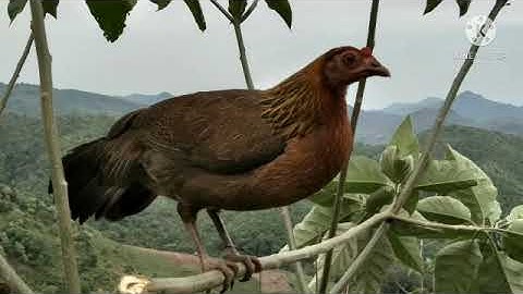 suab poj qaib seev thiab tsauj zoo heev, tiếng gà mái cục tác gọi trống, tiếng gà mái rừng gọi trống