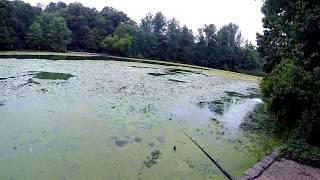 Pêche du Black Bass en surface - Frog top water - GoPro