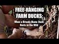 Protecting Our Free-Range Flock: Moving A Broody Mother Duck (And Fertilized Eggs) To Safety