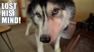 Husky Loses His Mind! The Funniest Reaction To This Thing!
To support Key and our channel: https://www.paypal.com/paypalme/BooandKeyush
To send Key a gift from his amazon wish list: http://amzn.eu/9Q7QVjx
Consider becoming a member to support your favourite fluffy boy: https://www.youtube.com/channel/UC_9EXcw4PlVlaklxx12cDqA/join
Consider becoming a patron to help support our channel: https://patreon.com/Keyush_The_Stuntdog
Places our book is available to order:
Search on Amazon for K’eyush and select the cheapest price from the NEW options which will be directly from Amazon.
US amazon: https://a.co/d/5wvl8IW
UK amazon: https://www.amazon.co.uk/Keyush-Search-Soulmate-Jodie-Barnard/dp/1739223101/ref=sr_1_1?crid=18R3YAXD0M8BS&keywords=k%27eyush&qid=1670507671&sprefix=k+eyush%2Caps%2C83&sr=8-1
Canada Amazon: https://a.co/d/a2OXkiY
Australia Amazon: https://amzn.asia/d/706ZGSP
World Wide Book Depository: https://www.bookdepository.com/Keyush/9781739223106?ref=grid-view&qid=1670852535069&sr=1-1
Barnes and Noble: https://www.barnesandnoble.com/w/keyush-jodie-barnard/1142803711?ean=9781739223106
Teespring Merchandise: https://teespring.com/stores/keyush-the-stunt-dog
Merchandise sold by us directly: https://designedbyboo.com/product-category/keyush-the-stunt-dog/
Discount code to our blue Gear Fur Lead: https://www.gearfur.com/discount/KEYUSH
More channels you might like:
Our vlog channel - Jodie Boo: https://www.youtube.com/channel/UCJyP-Qb5f_JY1ohmtTPJg4w
Our second channel - Keyush and Boo: https://www.youtube.com/channel/UC4W-saRyA-RC7KuEKIMPtpA
My sister Paiges channel: https://www.youtube.com/user/Pags8D
My sister Louises channel: https://www.youtube.com/@ThatCockapooIvy
Keys best friend Sherpas channel: https://www.youtube.com/channel/UCYTwXM6v_DRQrsuZvPW0MzA
New Videos every Monday, Wednesday and Friday. Plus Sundays on our second channel Jodie Boo(link above). Always at 4pm GMT London Time.
Follow us:
Facebook: http://bit.ly/2fIr3yh
www.instagram.com/keyush_the_stuntdog/
Tiktok: @keyush_thestuntdog
Amazon Affiliate link to products we use:
https://www.amazon.co.uk/shop/keyushthestuntdog
Products We Use:
Tan Cork Collar: followpaw.com
Teal and aztec bandanas: mymountainhusky.com
Blue Rope Lead: https://www.gearfur.com/discount/KEYUSH
Red Waist Lead and blue collar: indi-dog.co.uk
Filming Equipment:
Canon G7x Mark 2
Panasonic GH5
Husky Loses His Mind! The Funniest Reaction To This Thing! Husky Loses His Mind! The Funniest Reaction To This Thing!