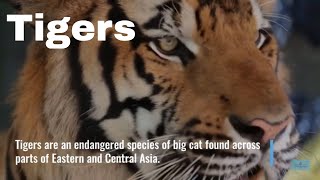 Meet Your World - Tiger - Explore Asia's biggest big cat predator
