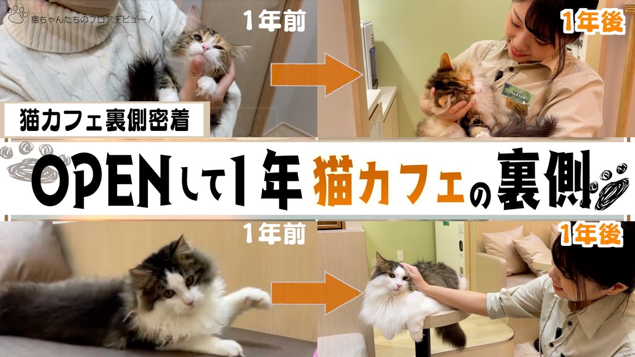 First release] A close look at a cat cafe one year after it opened