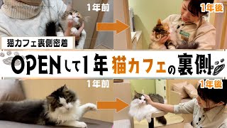 First release] A close look at a cat cafe one year after it opened