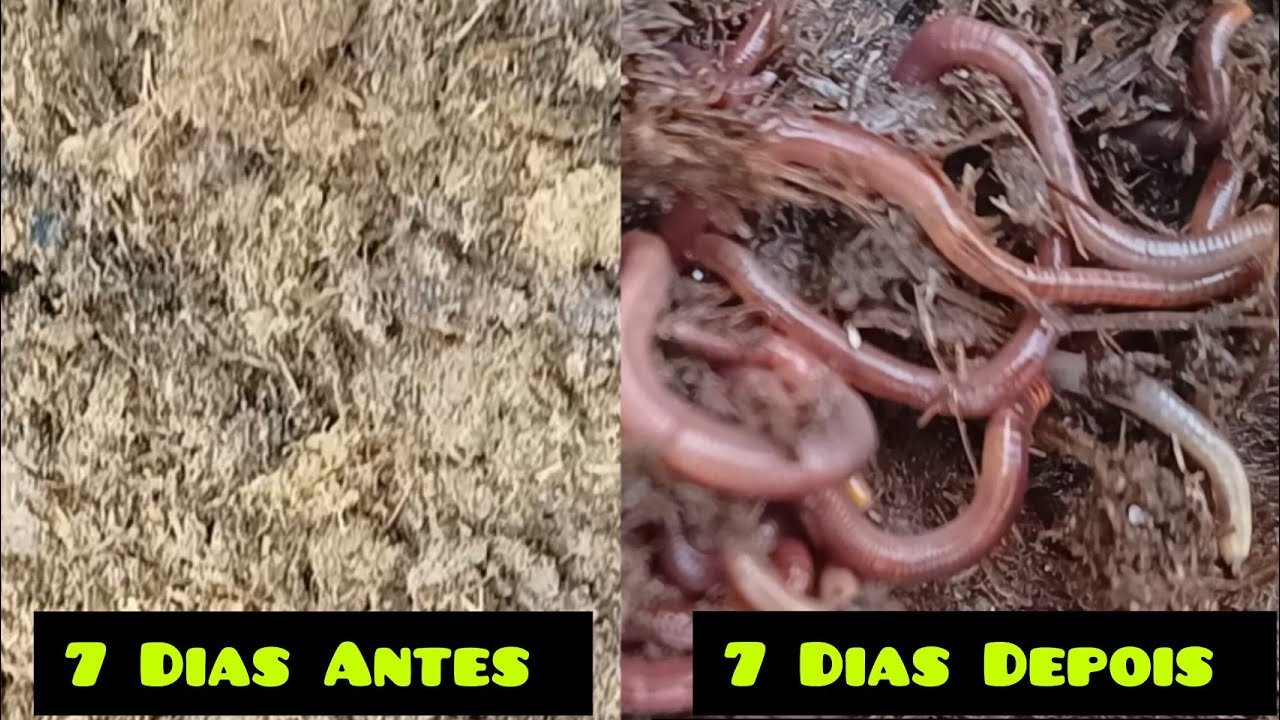 Minhocas Californianas x Conteúdo Ruminal Verde - Um Experimento Surpreendente e Revelador