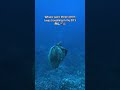 Link in my bio! 🤿👇#diving #ocean #snorkelling