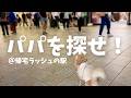 【検証】チワワは人混みで飼い主を見つけられるのか？｜串カツ田中に犬と行ってみた