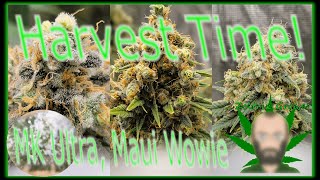 HARVEST TIME! | MK ULTRA AND MAUI WOWIE! | GORILLA GLUE BLUE DREAM SOUR DIESEL CHEESE | MARS HYDRO