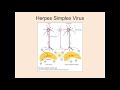 Ch 15.1 Human Sexuality Herpes and Hepatitis B