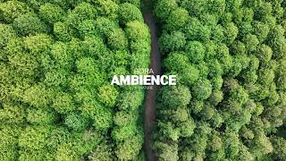 Las cyprysowy, śpiew ptaków i delikatny fortepian | Natura do nauki, skupienia i relaksu · 3h 4K screenshot 2