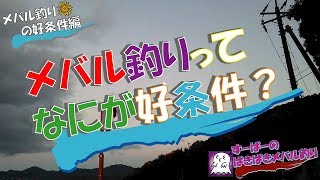 メバル釣りの好条件編 すーぱーのぱきぱきメバル釣り