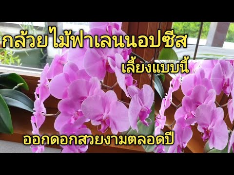 วีดีโอ: การปลูกกล้วยไม้บนขอบหน้าต่าง - กล้วยไม้ริมหน้าต่างที่ดีที่สุดคืออะไร